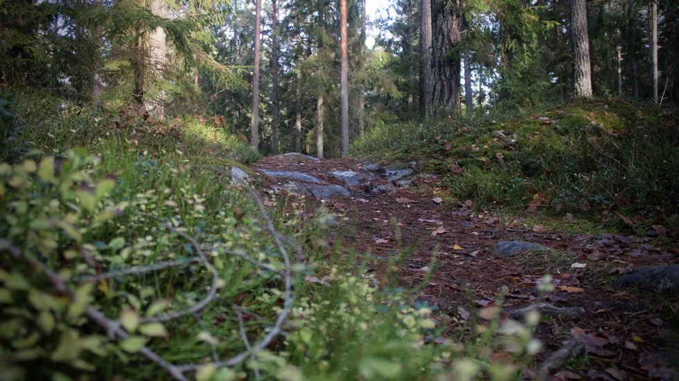 "Vi vill att det ska vara en möjlighet snarare än en risk för skogsägare att låta gammal skog, lövträd och sällsynta arter frodas i landskapet. "