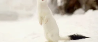 Vilken charmör!