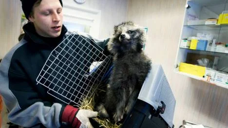 Mårdhunden på bilden får sin sändare kontrollerad i ett NSD-reportage i november 2010. Mårdhundsprojektet önskar att den skadade mårdhunden ska undersökas för att säkerställa vad som gått fel när den skadade mårdhunden fick sitt halsband med gps-sändare.Foto: Pär Bäckström (Arkiv)