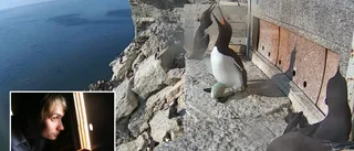 TV: Här dör parets enda unge i ägget av värmen