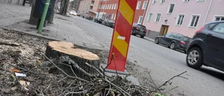 Nu huggs lönnarna ner