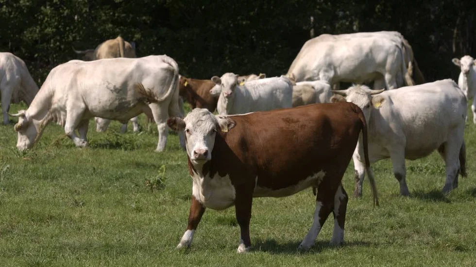 Fel. Camilla Wester och jordbruksverket helt fel vad gäller köttproduktionens klimatpåverkan, skriver Staffan Wohrne.