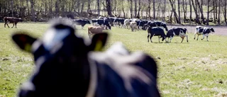 (V): Kornas betesrätt viktig på många sätt