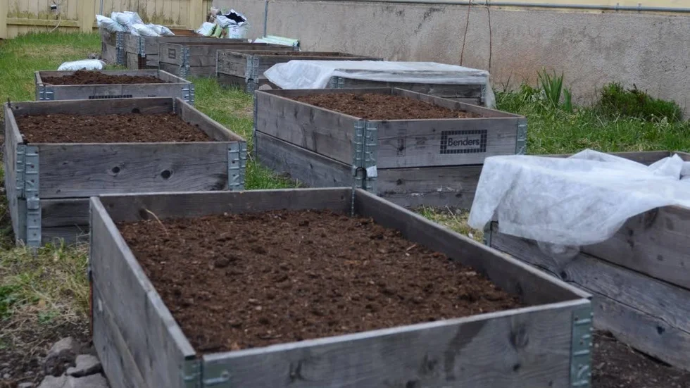 Odling. Projektet "Det internationella odlingslandet" har just inletts. I sommar prunkar det förhoppningsvis i landen av både grönsaker och blomster.