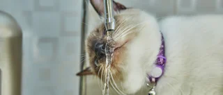 Hur katten ska en få tag på vatten?