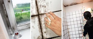 Här har möglet tagit över