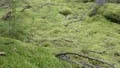 Det mossrika skogsområdet vid Bruskebo väster om Heby ska bli naturreservat.