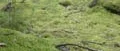 Nytt naturreservat vid Bruskebo