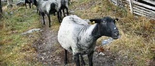 Sätt ut djur för ett vildare Sverige