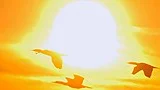 060806. En flock med Storskarvar flyger framfÀÜr den nedgvÇende solen i Stockholms SkÄ8rgvÇrd.  Foto. Hasse Holmberg. Kod 96  COPYRIGHT SCANPIX SWEDEN