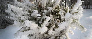 Läsarbilden: Frosten ger tallriset fjädrar!