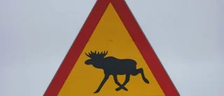 Bilist körde på älg