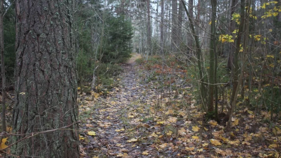 Skogsarbete. Från november till mars nästa år kommer Håbo kommun att arbeta med skogen mellan Västerdalen och Västerängen.