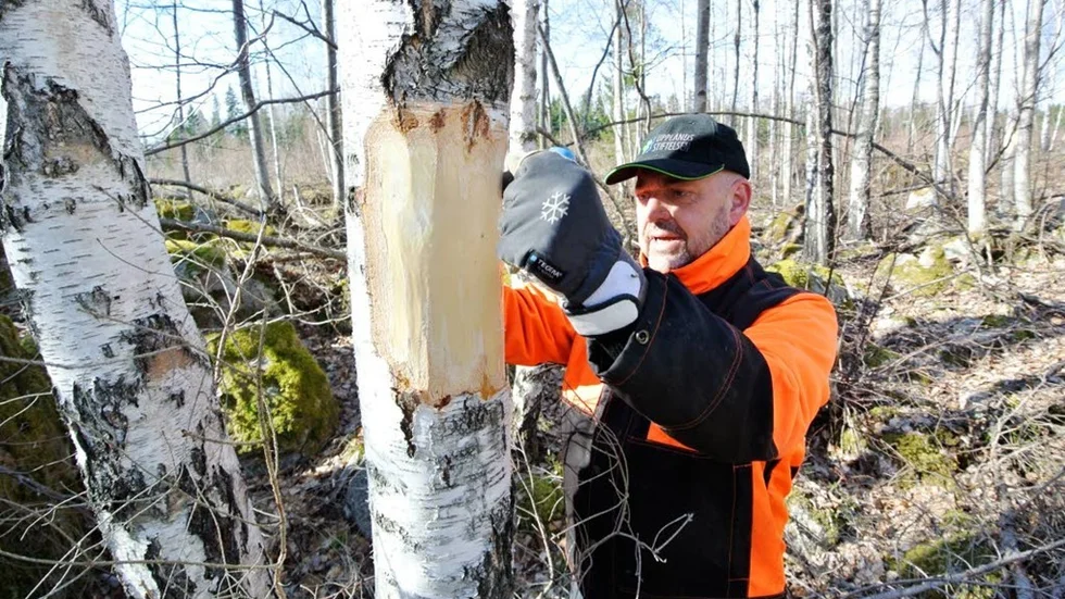 Rätt storlek. De träd Olof Sundin ringbarkar ska ha en diameter på minst 20 centimeter.