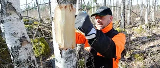 Döda träd ger nytt liv i skogen