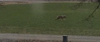 Varg utanför Uppsala?