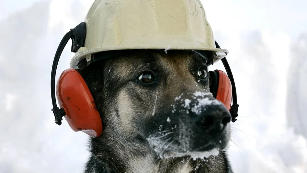 Redo för nyår? Man kan lära hunden att ha hörselkåpor som ett skydd mot smällar av raketer.