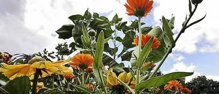 Blomstervandring i stadsträdgården