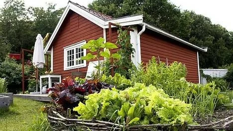 Sallat i olika former passar bra i köksträdgården.