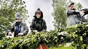Kurt och Linnea Pettersson och Erik Frodig trotsade regnet för att göra midsommarstången klar.