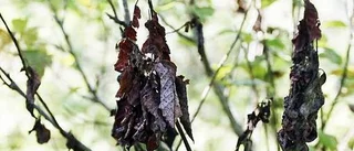 Sjukdom hotar askarna i Österbybruk