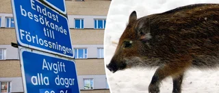 ”Barnmorskan fotade vildsvin”