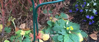 Sista vårtecknet i Uppsala?