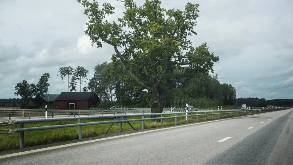 Känt. Framtiden är oviss för det berömda trädet.