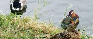 Långväga gäster i Fyrisån