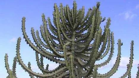 Euphorbia piceoides.