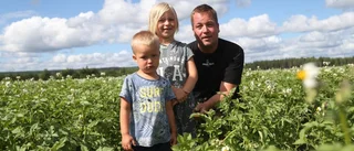 Potatisodlarna försiktigt positiva trots torkan