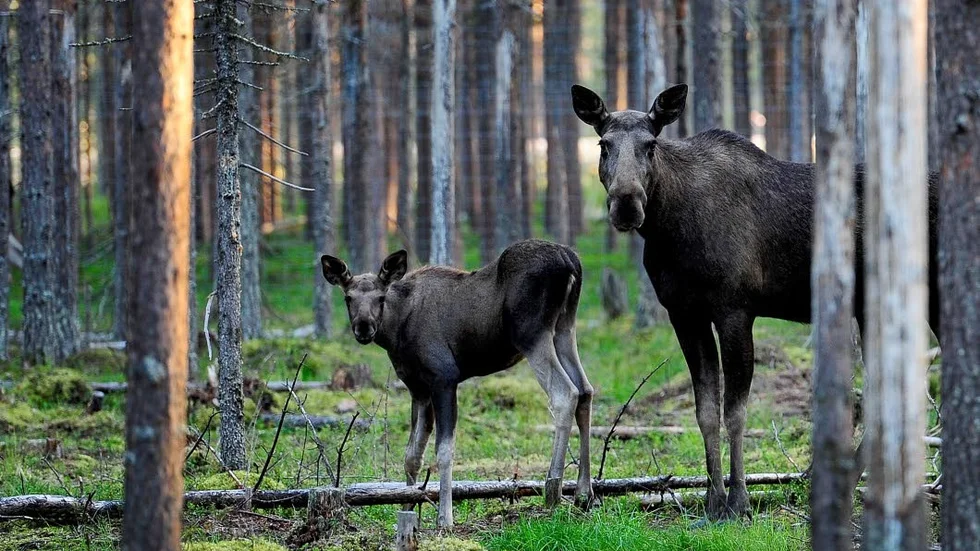 Hur har älgarna klarat det extrema väderåret? Det är frågan jägarkåren ställer sig inför premiären.