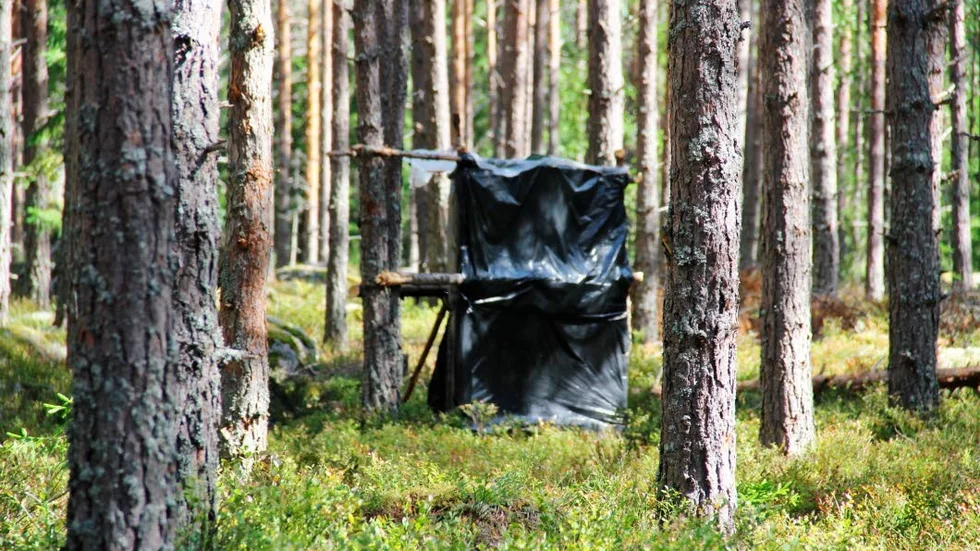 Hur nära har barnen till skogen? Det vill miljöpartiet ha koll på.