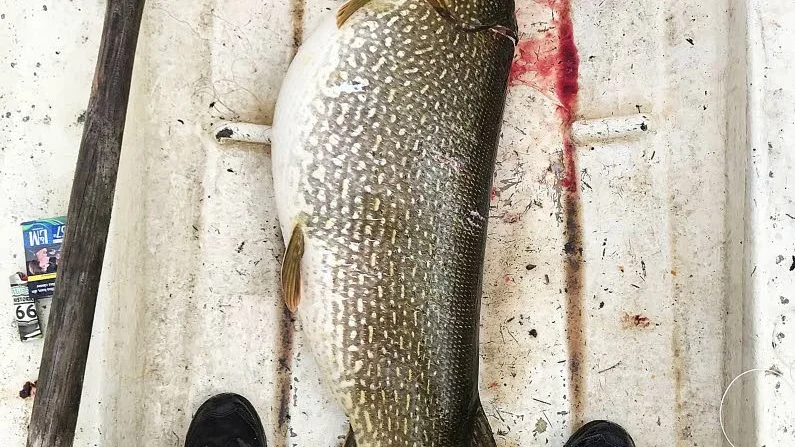 Monstergäddan fiskad i Rovakka, 19,5 kilo och 113 centimeter.