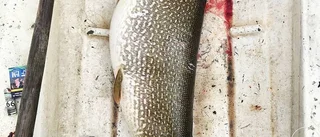 19 kilos monster fångat i Rovakkajärvi