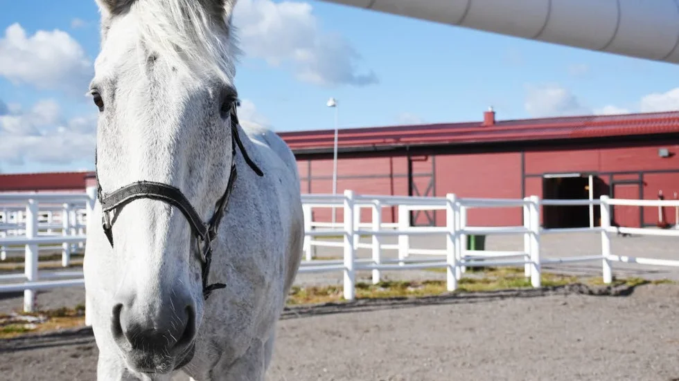 Kommunen förlänger avtalet med Kiruna ridklubb med sex månader. "Det känns inte bra", säger Lars Poromaa, ordförande i Kiruna ridklubb.