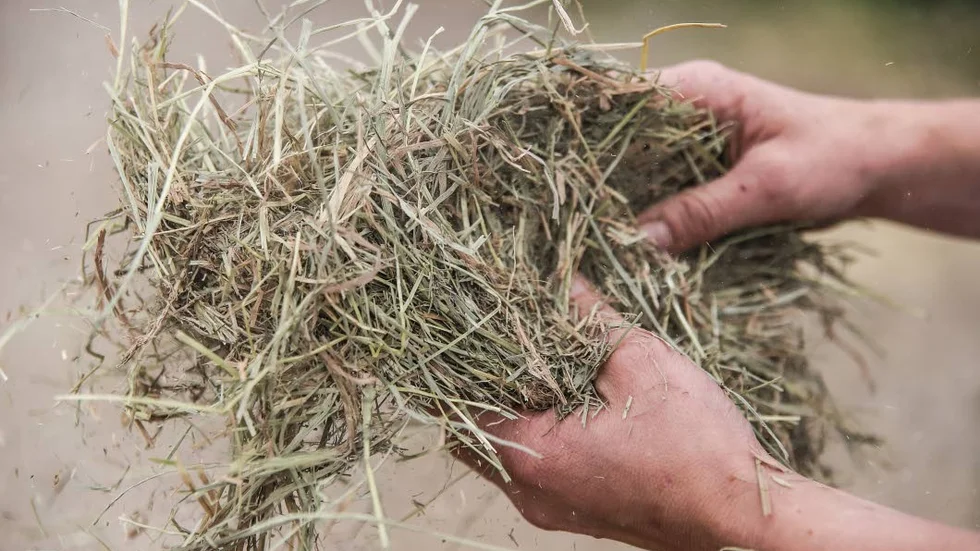 Pristagare för årets landsbygdsinsatser 2019.