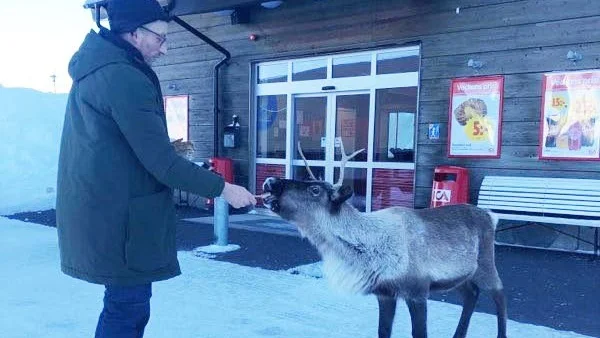 Petter Nilsson har tvingats offra en del bröd för att locka renen från butiksområdet. Problemet är bara att renen kommer tillbaka efter mer bröd...