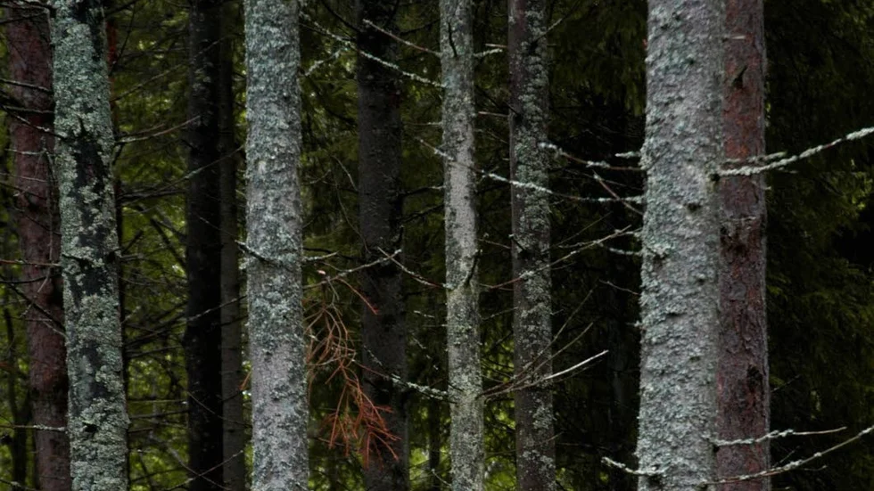 Flera döda granar vid Granåsen komme ratt fällas.