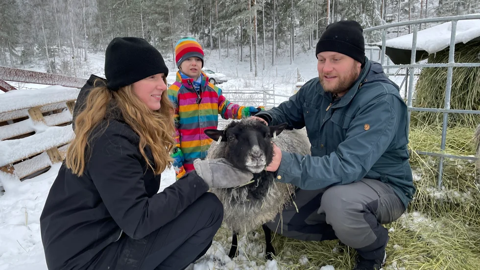 I dag har familjen Askenberger sju får. "Men framöver blir det nog lagom med tre", säger Erik och Sofie Askenberger. I mitten syns sonen Knut. Fåret på bilden heter Siv.