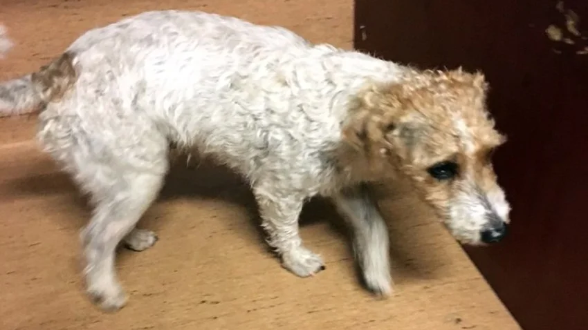 Borttappade hunden lämnades in på polisstationen i Skellefteå.