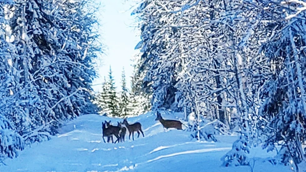 Under torsdagskvällen inträffade sju rådjursolyckor inom loppet av tre timmar.