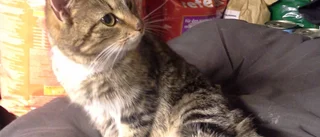 Har du tappat din katt?
