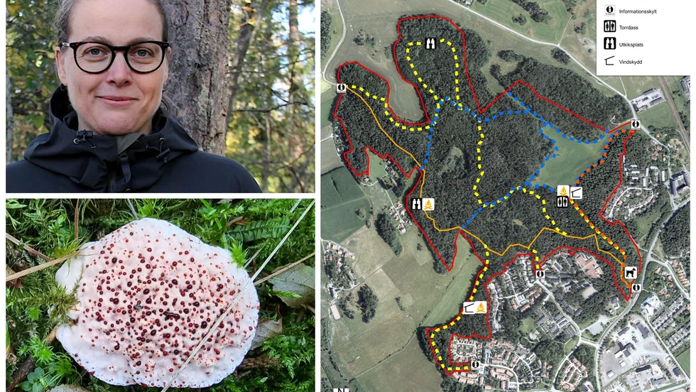 Ängbyskogen har flera skyddsvärda svampar. Skarp dropptaggsvamp är Carin von Köhlers favorit.