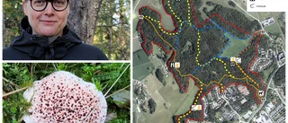 Ovanliga svampen skyddas i nya naturreservatet: "Ser väldigt cool ut" 