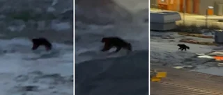 Ovanliga observationen – här fångas järven på film • ”Missnöjd med att vara vilse”