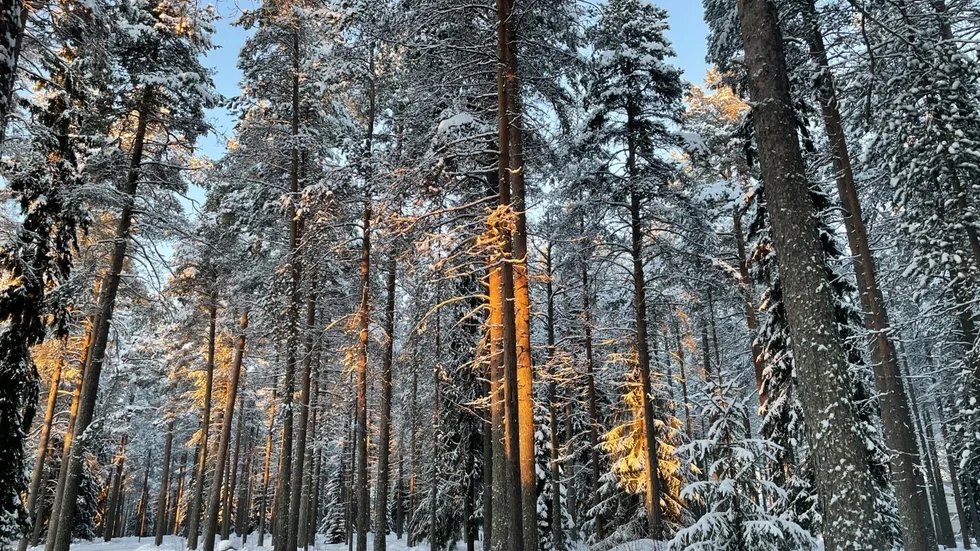 Solens strålar silas mellan stammarna.