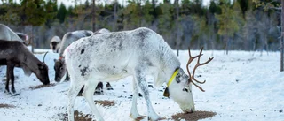 Rätt till jakt och fiske utreds • Utkastet sågas: "Oerhört kritisk" • Oro för fjällfisket • Fler stämningar kan vänta