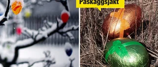 Var redo: Snart drar Norrans påskjakt igång – så här gör du
