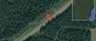 Renar på vägen på E4